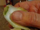 Close-up of a peeled artichoke leaf